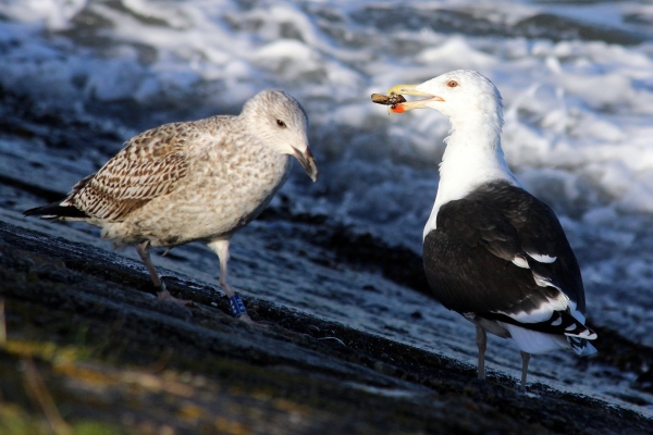 Great Black-backed Gull with a food morsel for a young gull