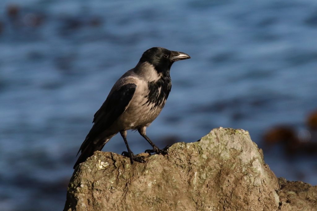 bird watching dublin howth harbour