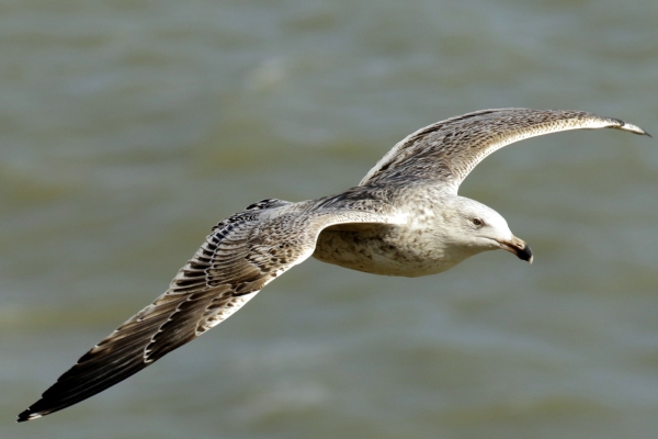 A young herring Gull flies parallel to the harbour wall at Gowth, Dublin