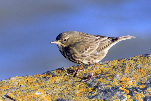 A Rock Pipit sits on the edge of the pier wall at Howth Harbour, Dublin