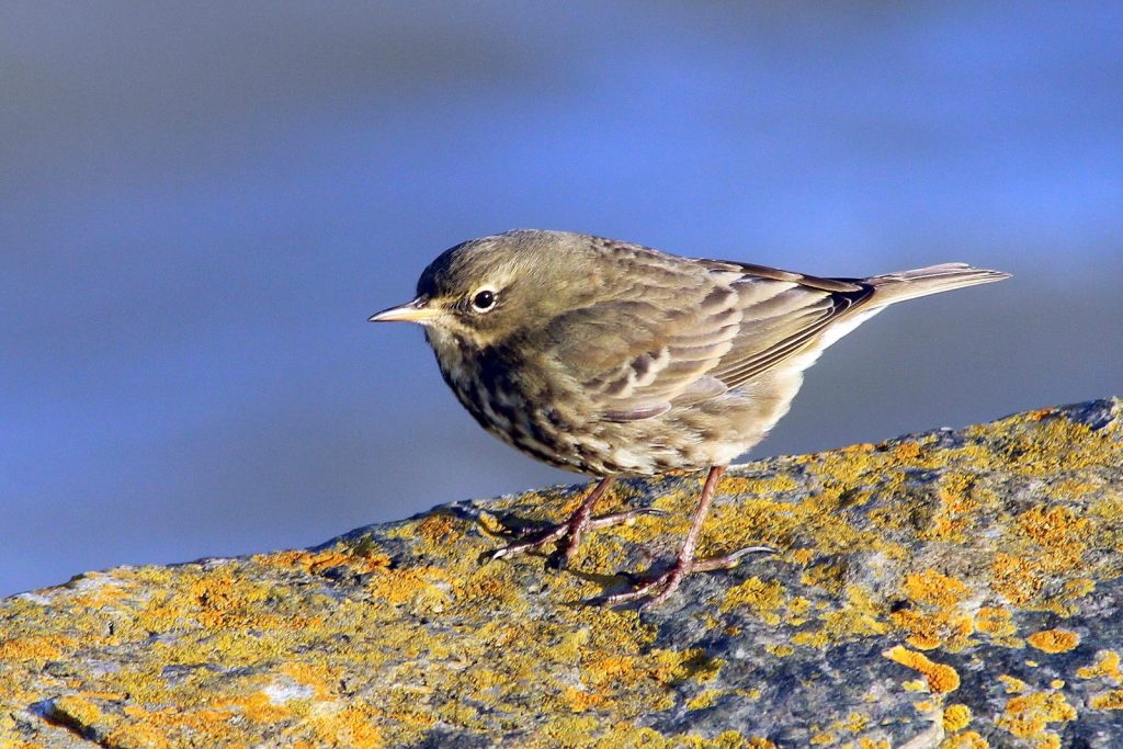 bird watching dublin howth harbour