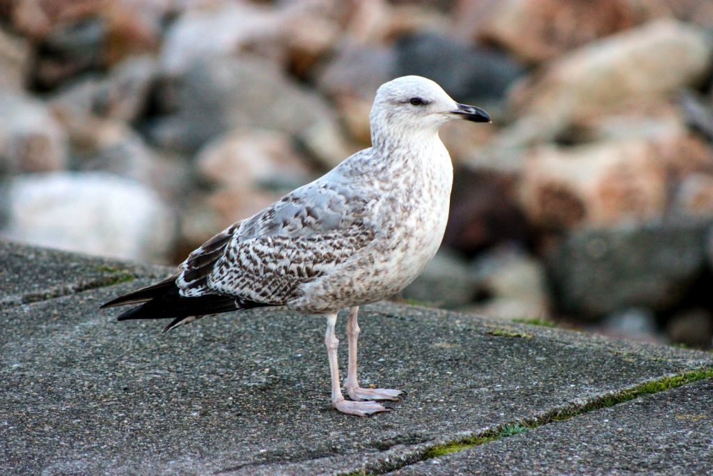 Bird watching dublin howth harbour