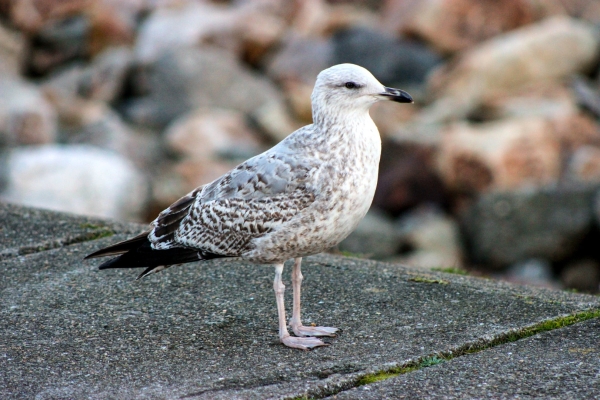 A Young Herring Gull stands on the pier at Howth Harbour, Dublin
