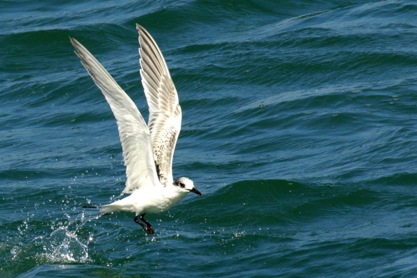 A Sandwich Tern splashes the surface of the water off Howth Harbour, Dublin