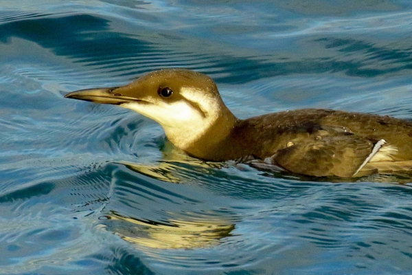A Guillemot swims in the harbour at Howth in Dublin