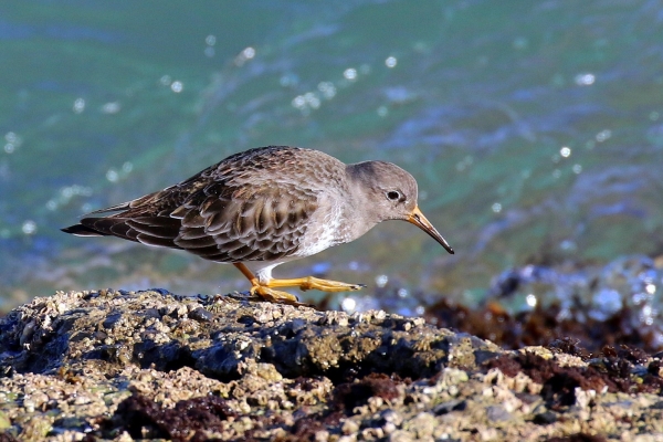 Purple Sandpiper foraging on rocky shoreline at Howth Harbour, Dublin