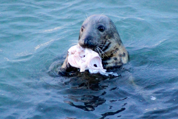 A Seal chews on a fish carcass at Howth Harbour, Dublin