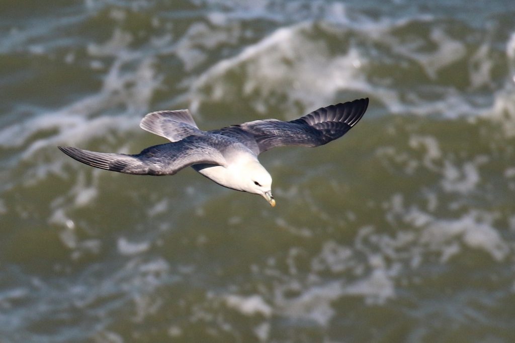 Howth Head Dublin Bird Watching