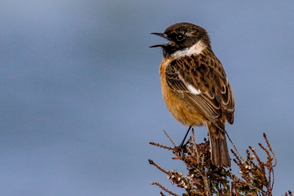 Stonechat sitting on a stalk against a clear blue sky