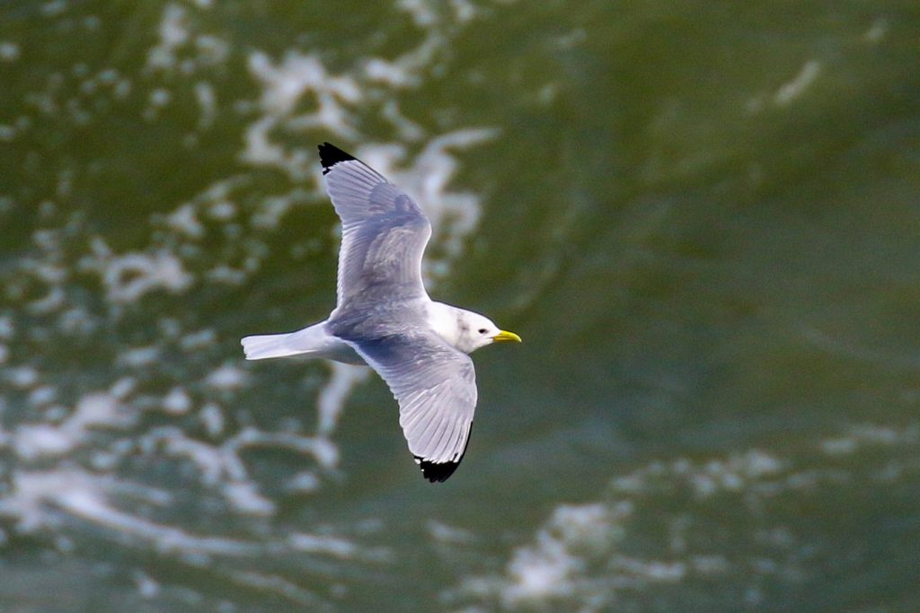 Howth Head Dublin Bird Watching