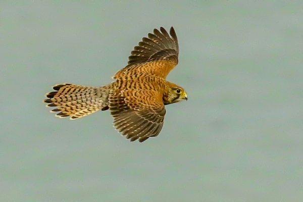 A Kestrel flies along the cliff edge at Howth Harbour, Dublin