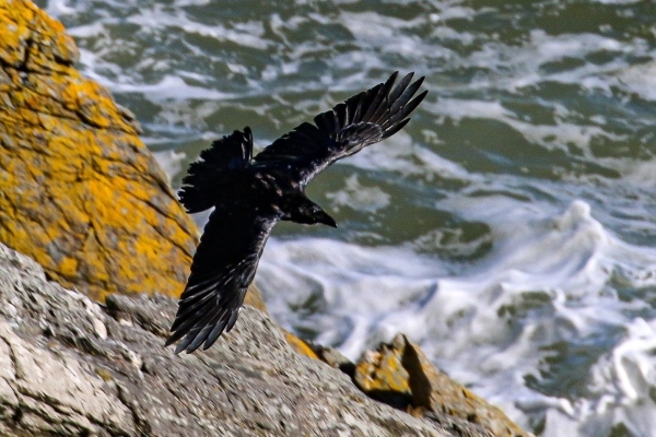 Raven flies along the cliffs at Howth Head, Dublin
