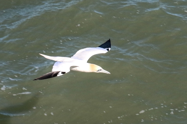 Gannet flying across the surface of the water as seen from the cliff walk