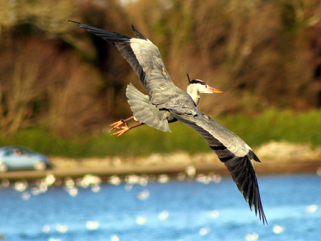 bird watching ireland