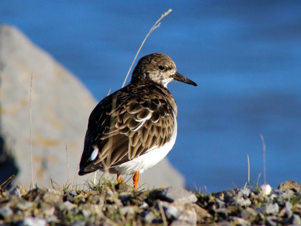 bird watching ireland