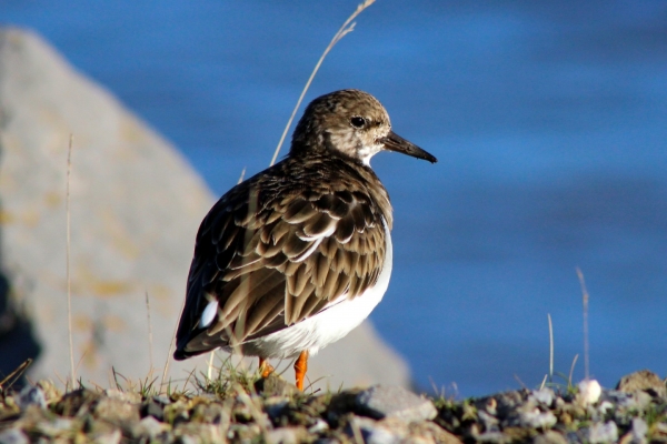 A Turnstone looks over his shoulder at the camera, Bull Island Dublin