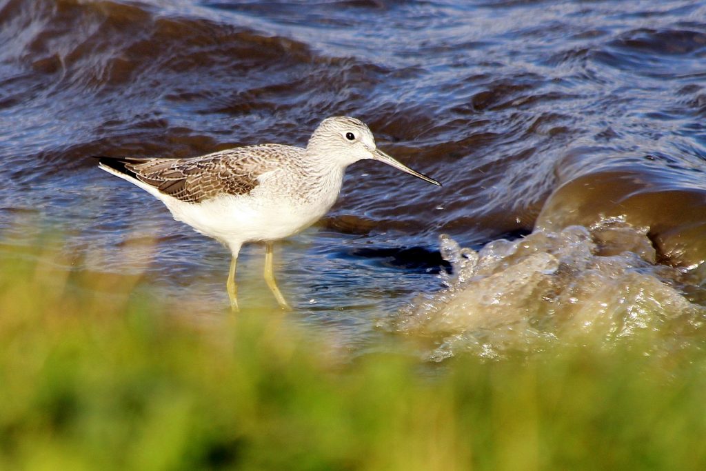 bird watching ireland