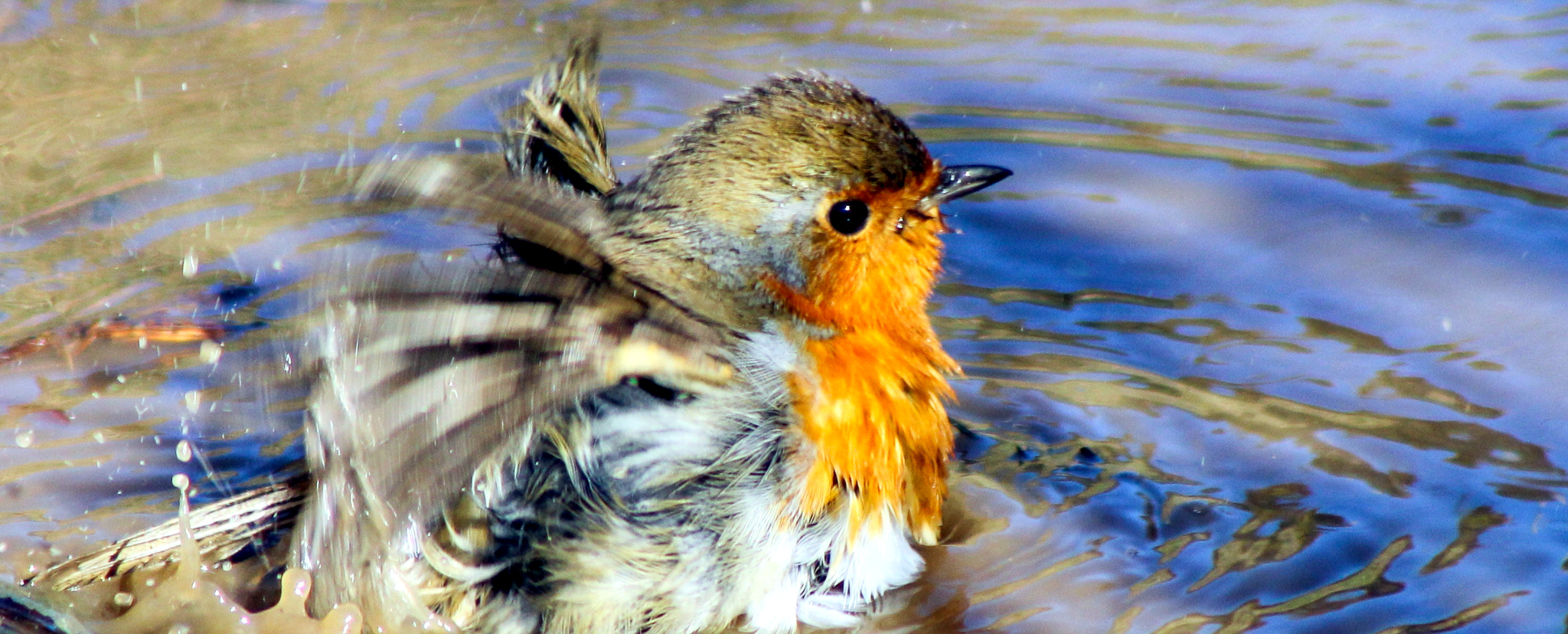 bird watching ireland