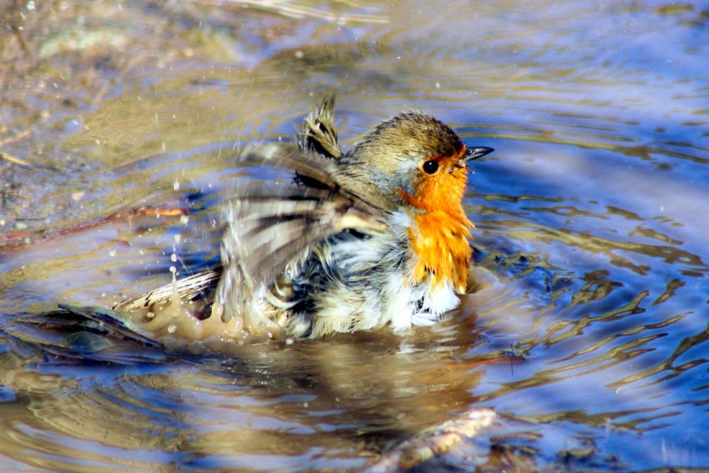 bird watching dublin