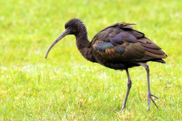 A Rare visitor to Ireland - Glossy Ibis at East Coast Nature Reserve, Wicklow