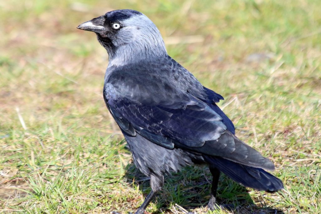 bird watching ireland