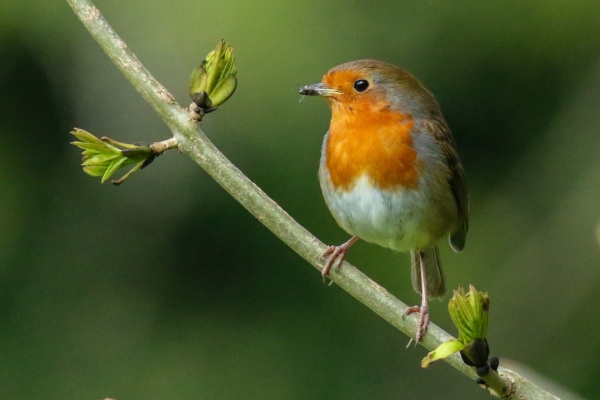 A Robin is lit in brilliant sunlight as it stands in a tree