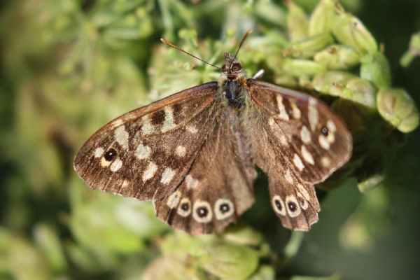 A Speckled Brown Butterfly on a leaf