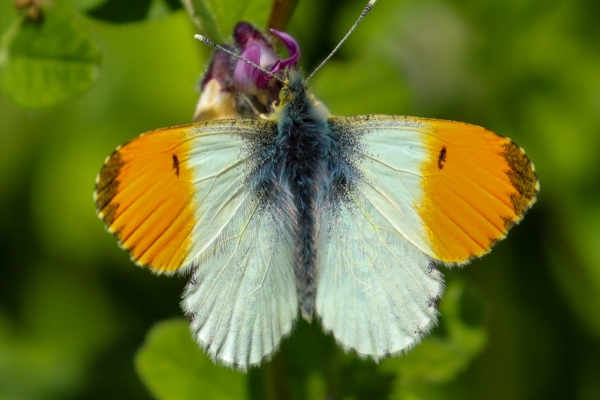 An orange tip butterfly on a purple flower