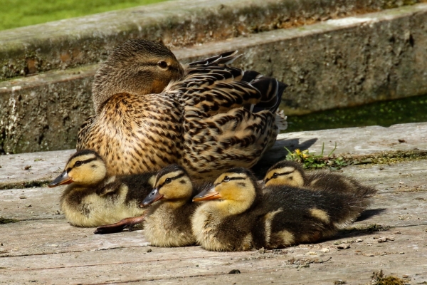 A Mallard with 4 chicks sits on a platform beside the pond at the Jacko, Swords, Dublin