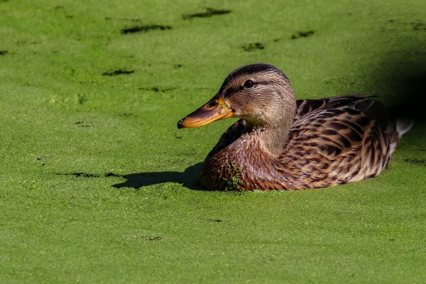 A Mallard swims in green algae at The Jacko, Swords, Dublin