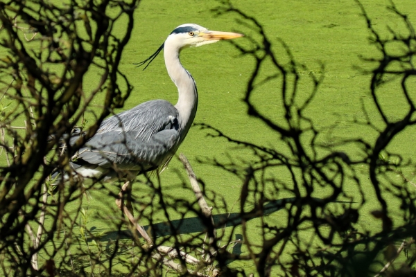 A Grey Heron against a vivid green background at the Jacko, Swords, Dublin