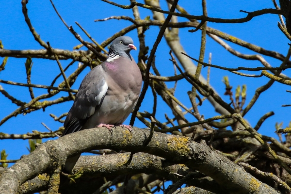 A Wood Pigeon high in a tree with a vivid blue sky background