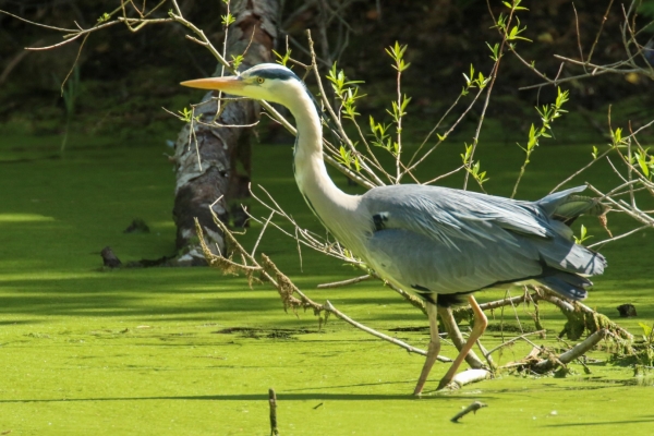 A Grey Herion hunting in the pond at The Jacko, Dublin