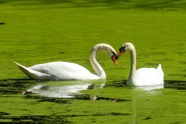 TTwo Mute Swans make a heart shape with their necks at the Jacko, Swords, Dublin