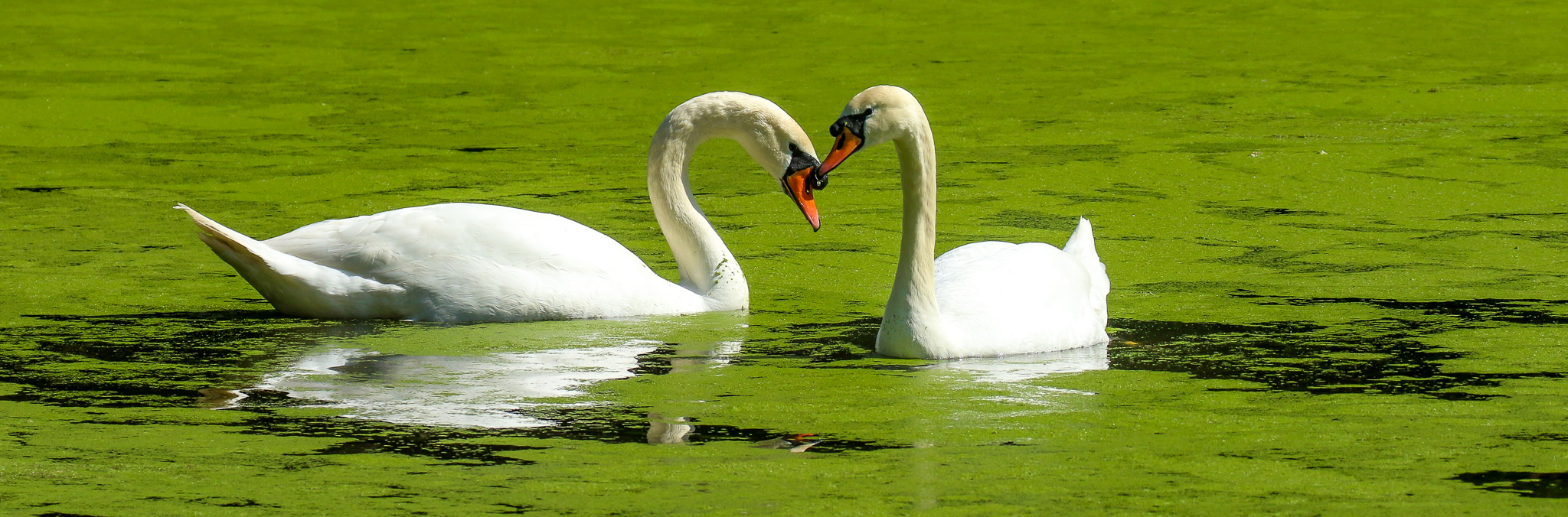 BIRD WATCHING IRELAND