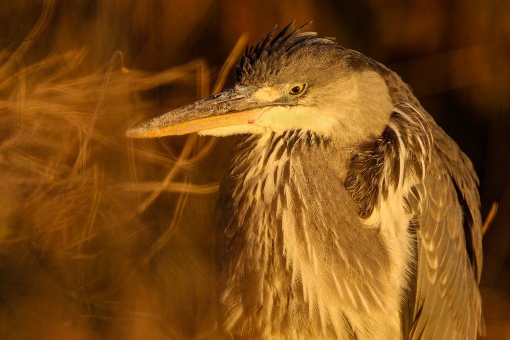 bird watching dublin