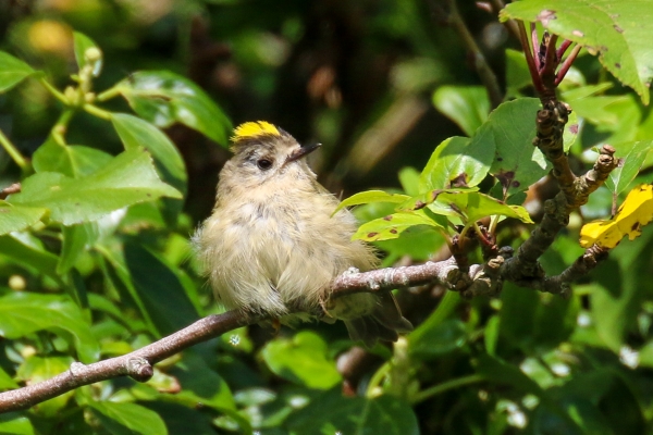 A Goldcrest sits on a bush on the banks of the grand canal in Monasterevin in Kildare