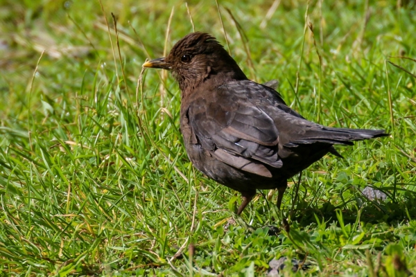 Blackbird on the banks of the barrow river kildare