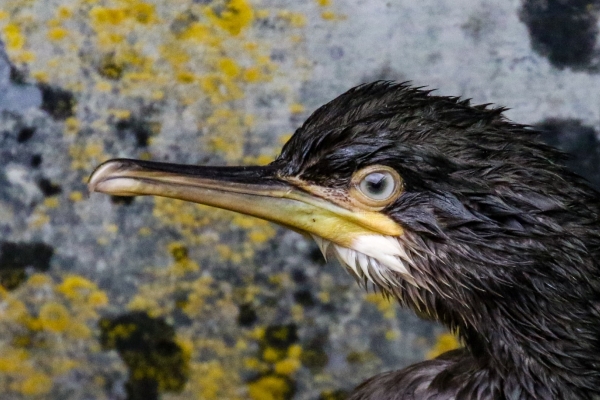Cormorant close up - detail of eye and bill