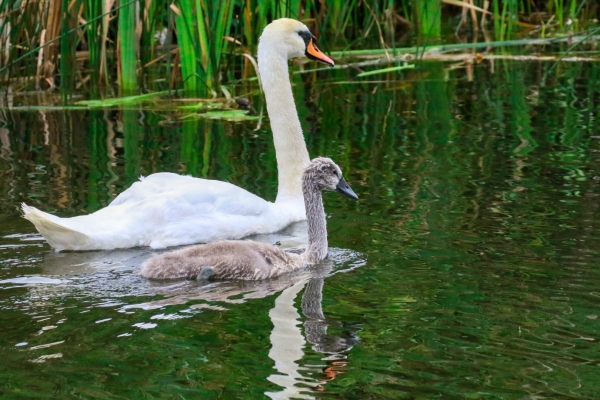 Mute Swan with Signet on the grand canal in kildare, ireland