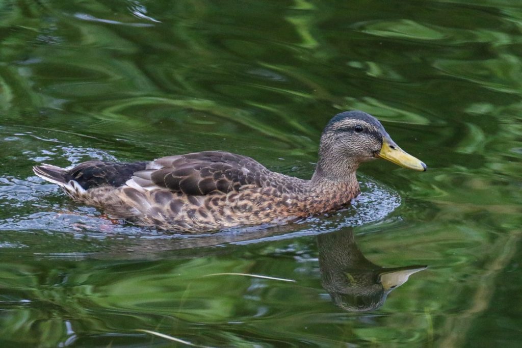 bird watching kildare ireland