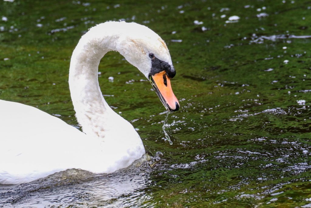 bird watching kildare ireland