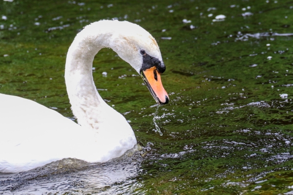 Mute Swan on the Grand Canal in Monasterevin, Kildare