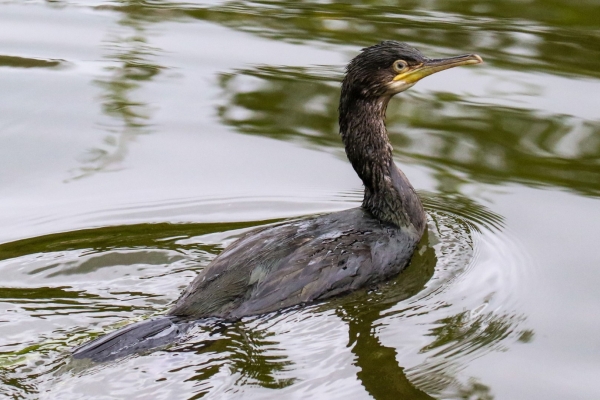 A Cormorant swimming in the barrow river, kildare