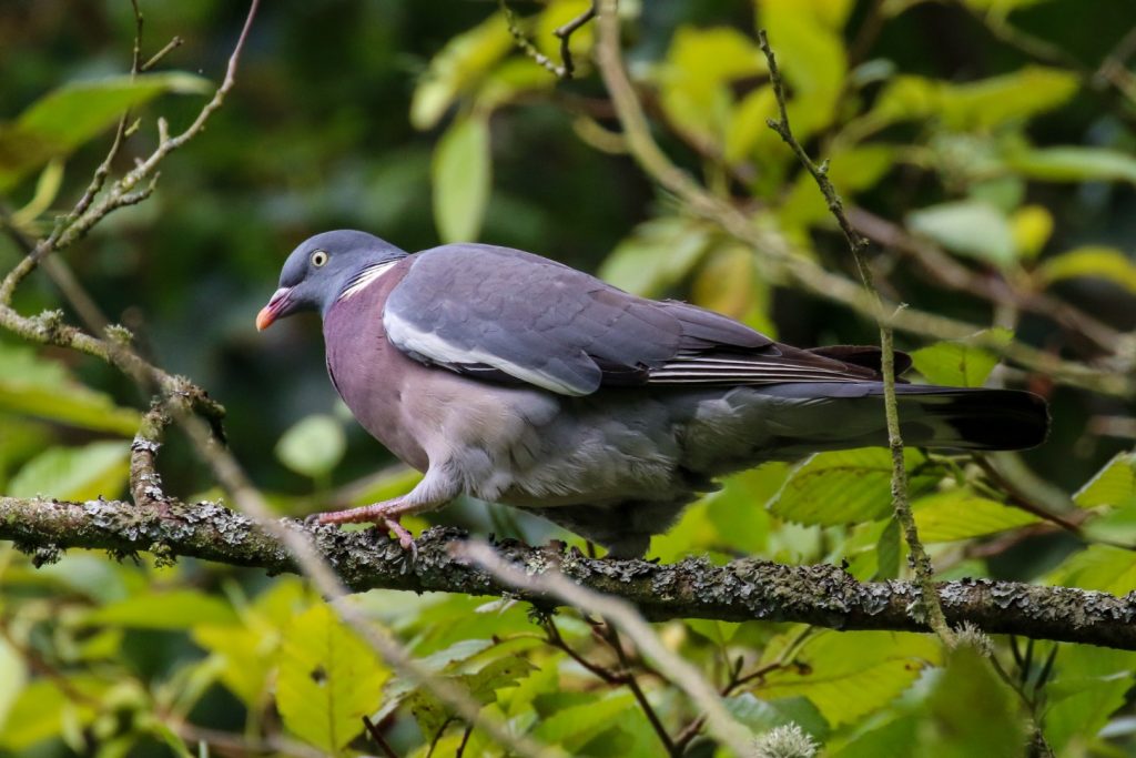 Bird Watching Kildare