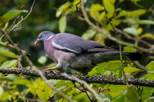Wood Pigeon in a tree overlooking barrow river kildare