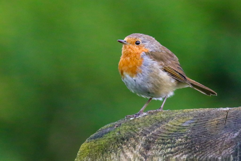 bird watching kildare ireland