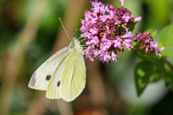 A Green Veined White Butterfly on a pink wild flower in Kildare, Ireland