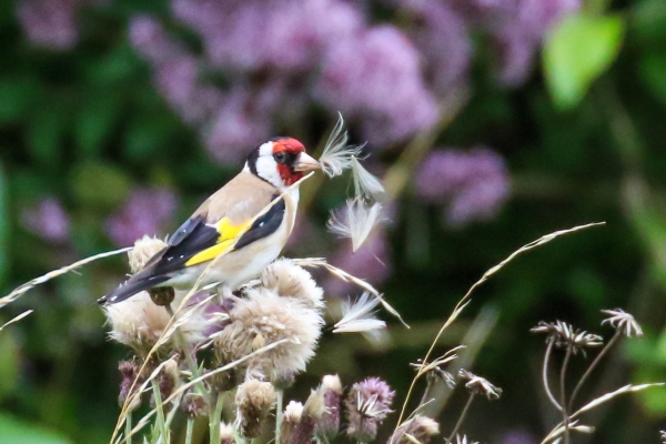 A Goldfinch collects nesting material from wildflowers in Kildare