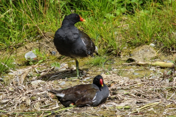 A pair of moorhens rest on the bank of the Grand Canal, Kildare